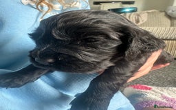 Cocker Spaniel dogs for sale: Beautiful Cocker Spaniel Puppies - Image 3