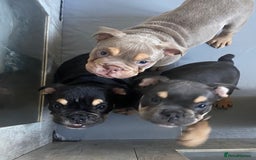 English Bulldog dogs for sale: Pedigree English bulldogs top-lines (7 weeks old)  - Image 24