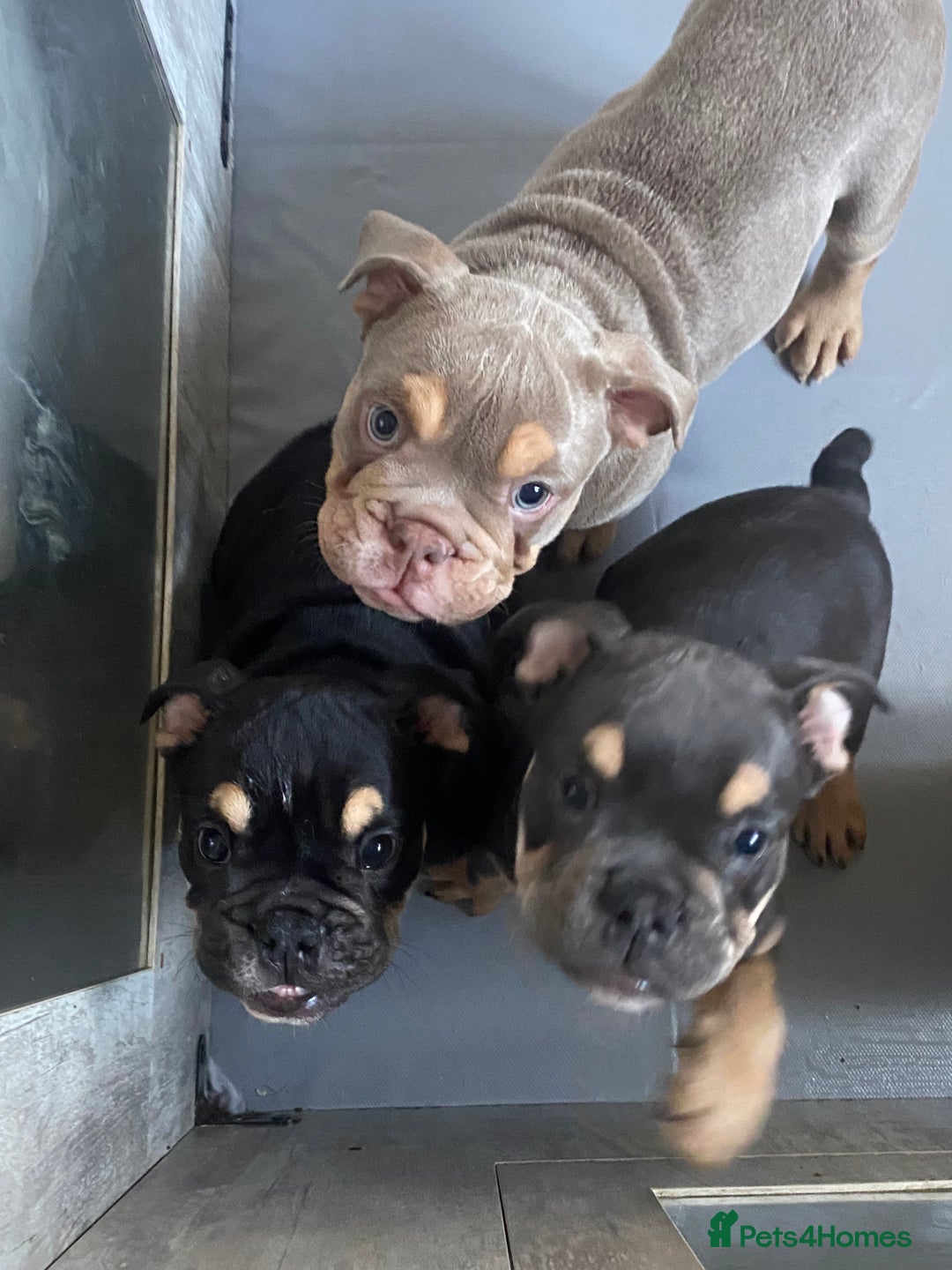 English Bulldog dogs for sale: Pedigree English bulldogs top-lines (7 weeks old)  - Image 24