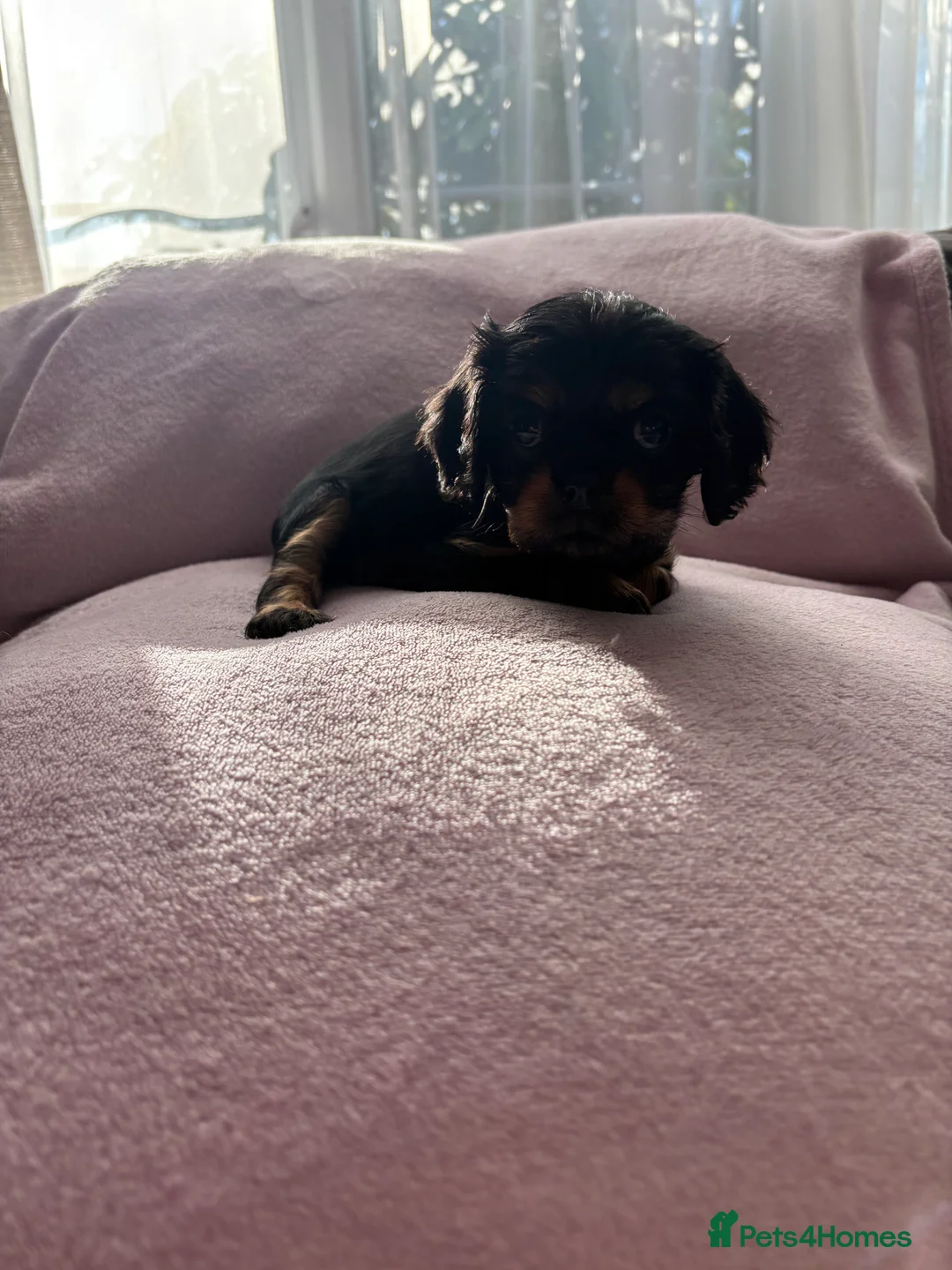 Cavalier King Charles Spaniel dogs for sale: Gorgeous KC Puppies Available  - Advert 29