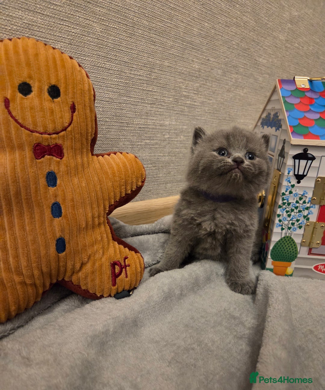 British Shorthair cats for sale: 🐾 Beautiful 7 British Shorthair Kittens 🐾  - Advert 3