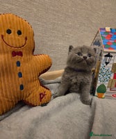 British Shorthair cats 🐾 Beautiful 7 British Shorthair Kittens 🐾 - Advert 7