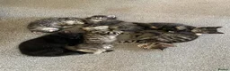 Mixed Breed cats for sale: Litter of 6 kittens ready to go to new homes! in Colchester - Advert 5