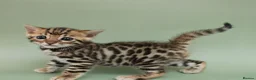 Bengal cats for sale: 🔥 Beautiful Bengal girl🔥 - Advert 14