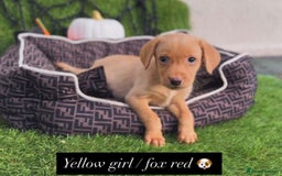 Labrador Retriever dogs for sale: Labrador pups  - Image 9