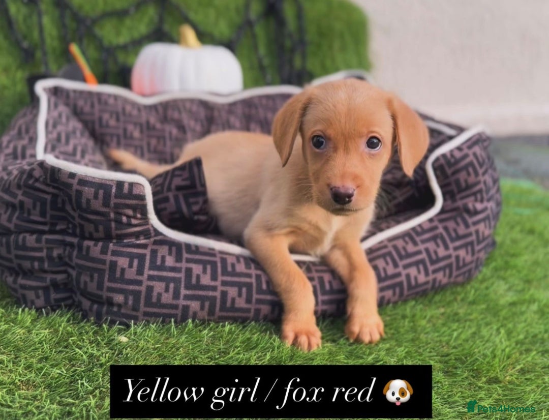 Labrador Retriever dogs for sale: Labrador pups  - Image 9