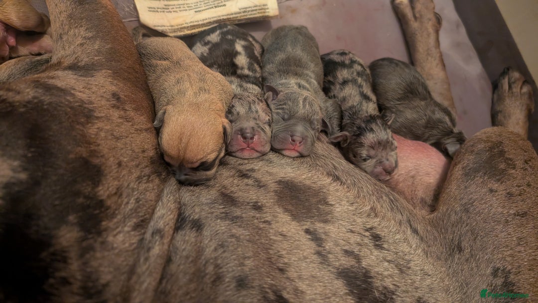Mixed Breed dogs for sale: Beautiful pups with stunning markings  - Image 11