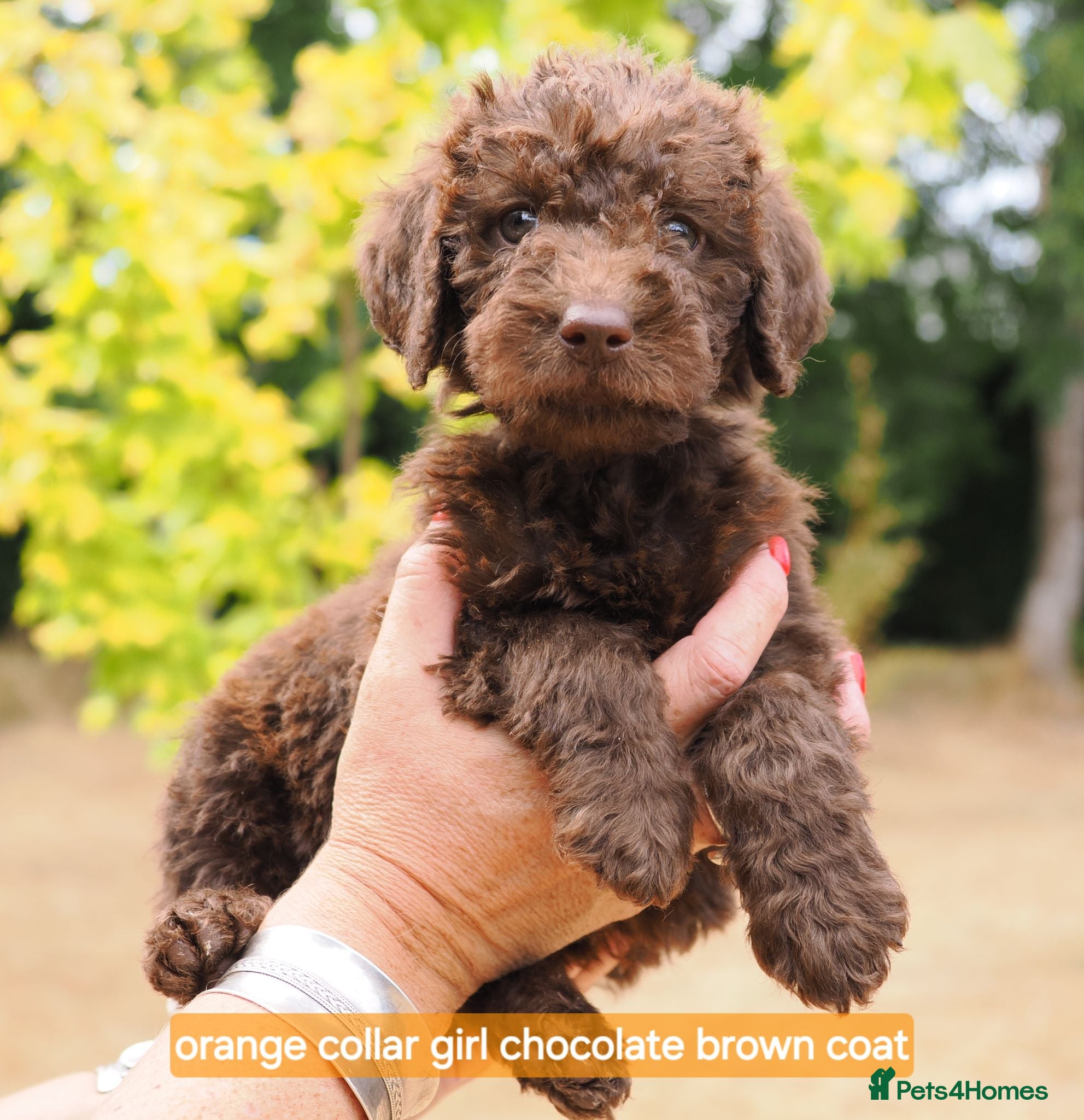 Labradoodle dogs Labradoodles Mini/Midi Puppies Multi Gen 7 weeks!  - Advert 1
