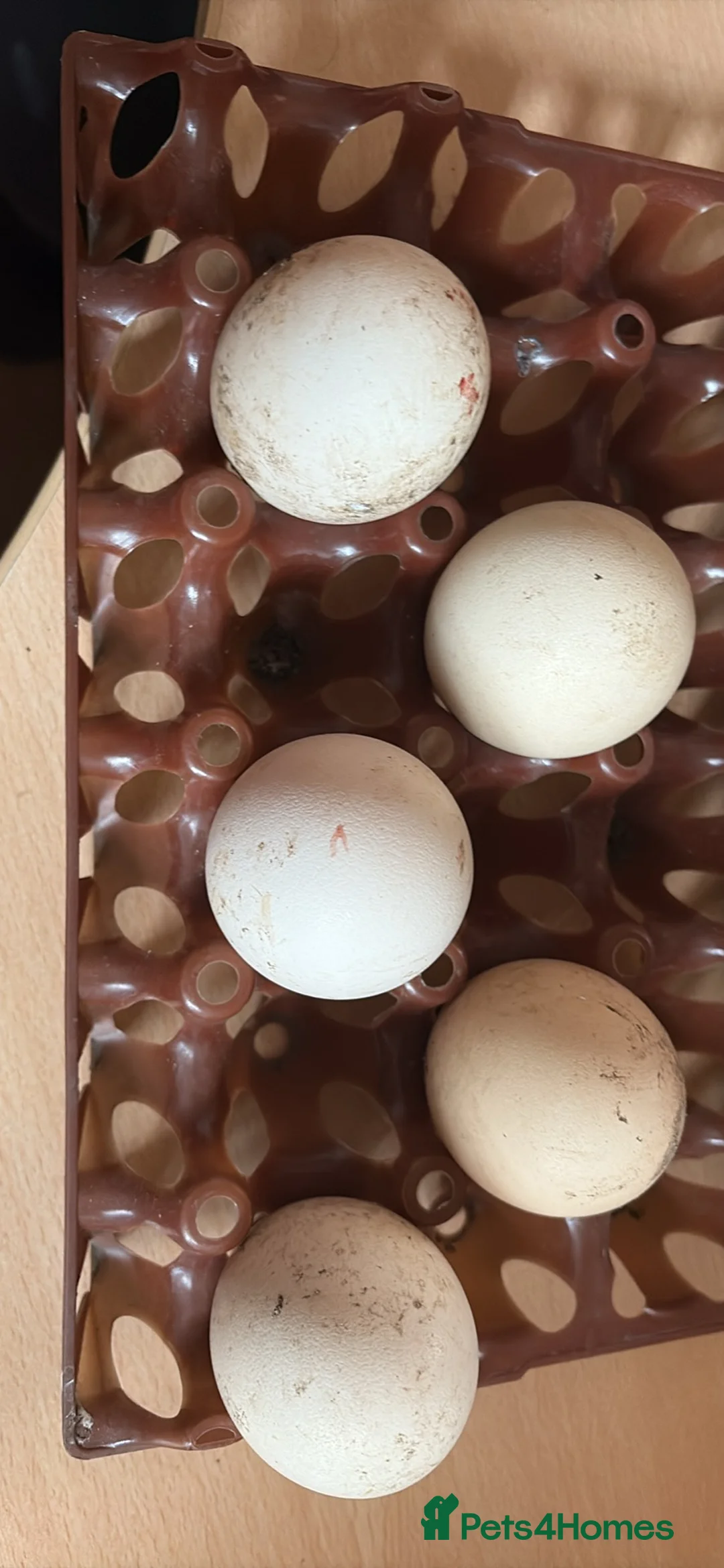 Peafowl poultry for sale: Indian Blue hatching eggs for sale in Congleton - Advert 1