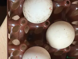 Peafowl poultry Indian Blue hatching eggs for sale - Advert 5