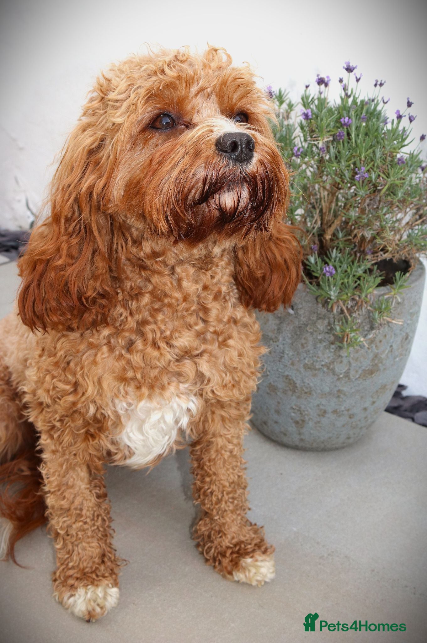 Cavapoo dogs F1 Cavapoo beautiful girl - Advert 1