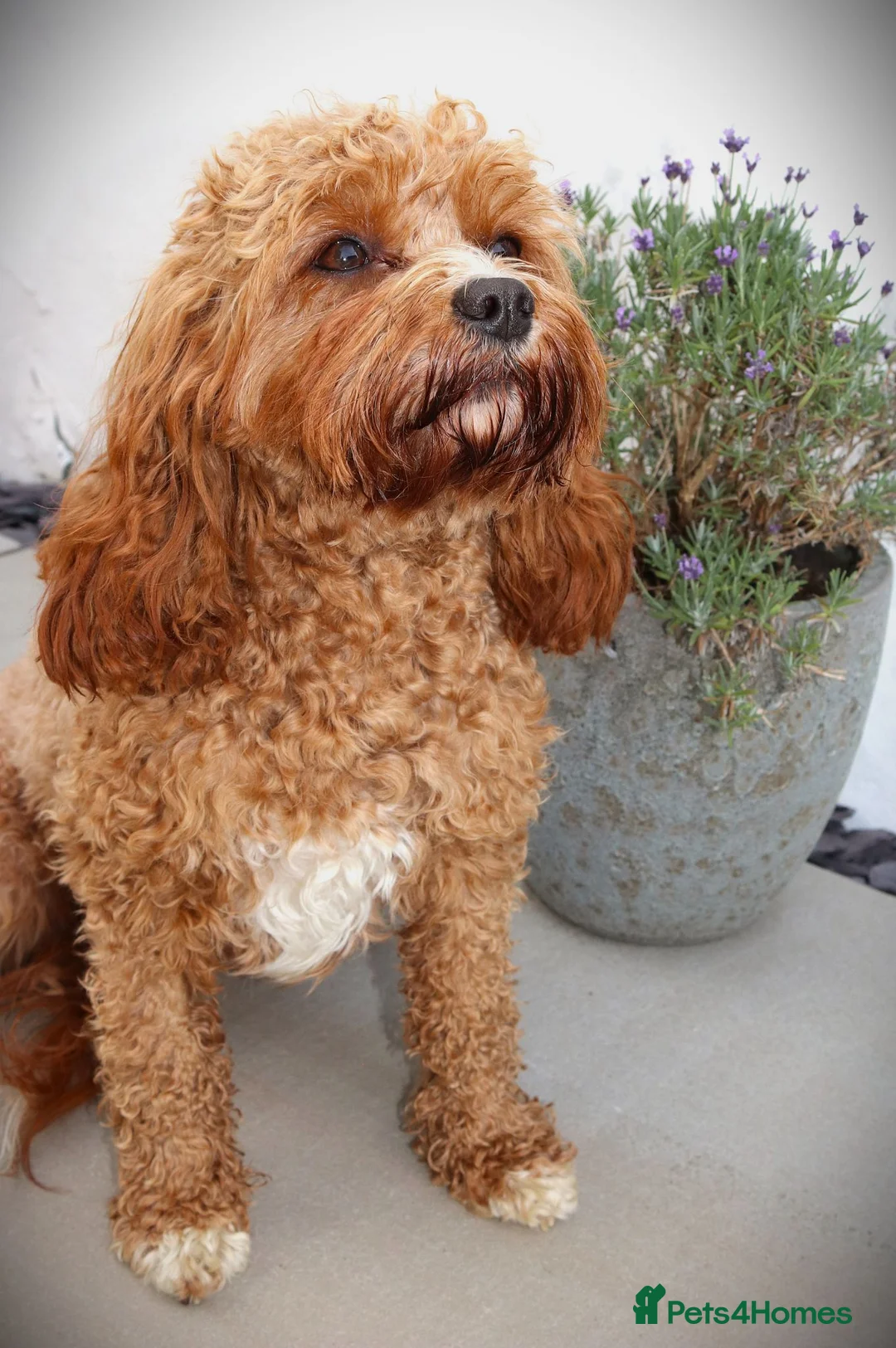 Cavapoo dogs for sale: F1 Cavapoo beautiful girl - Advert 1