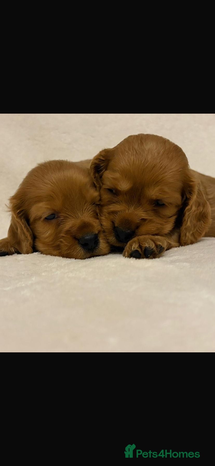 Cockalier dogs Superb Cockalier puppies - health tested parents - Advert 5