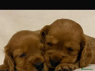 Cockalier dogs Superb Cockalier puppies - health tested parents - Advert 5