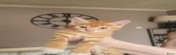 Domestic Shorthair cats for sale: Kittens for sale - Advert 6