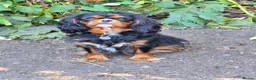 Cavalier King Charles Spaniel dogs for sale: Specialist Tested Cavalier King Charles  - Advert 4