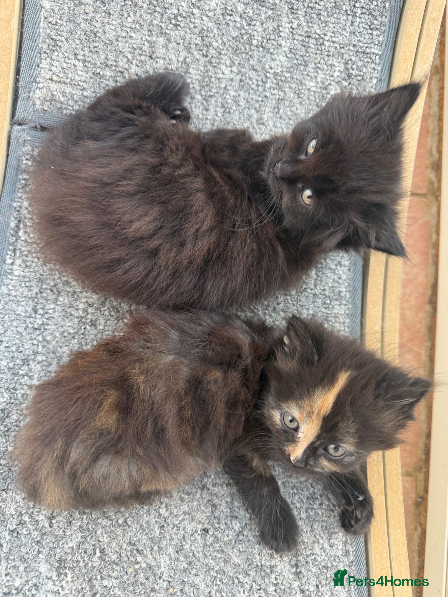 Norwegian Forest Cat cats The most laidback chilled out duo  - Advert 17