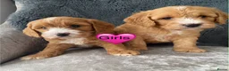 Cavapoo dogs for sale: Cavapoo’s in Manchester - Advert 3
