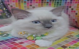 Ragdoll cats for sale: Ragdollkittens health tested gccf/tica parents  - Image 7
