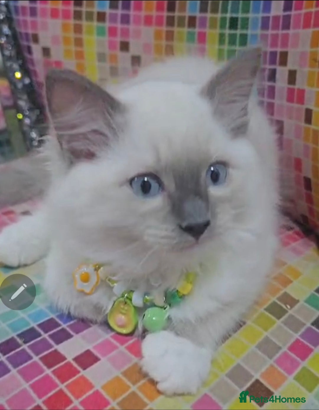 Ragdoll cats for sale: Ragdollkittens health tested gccf/tica parents  - Image 7