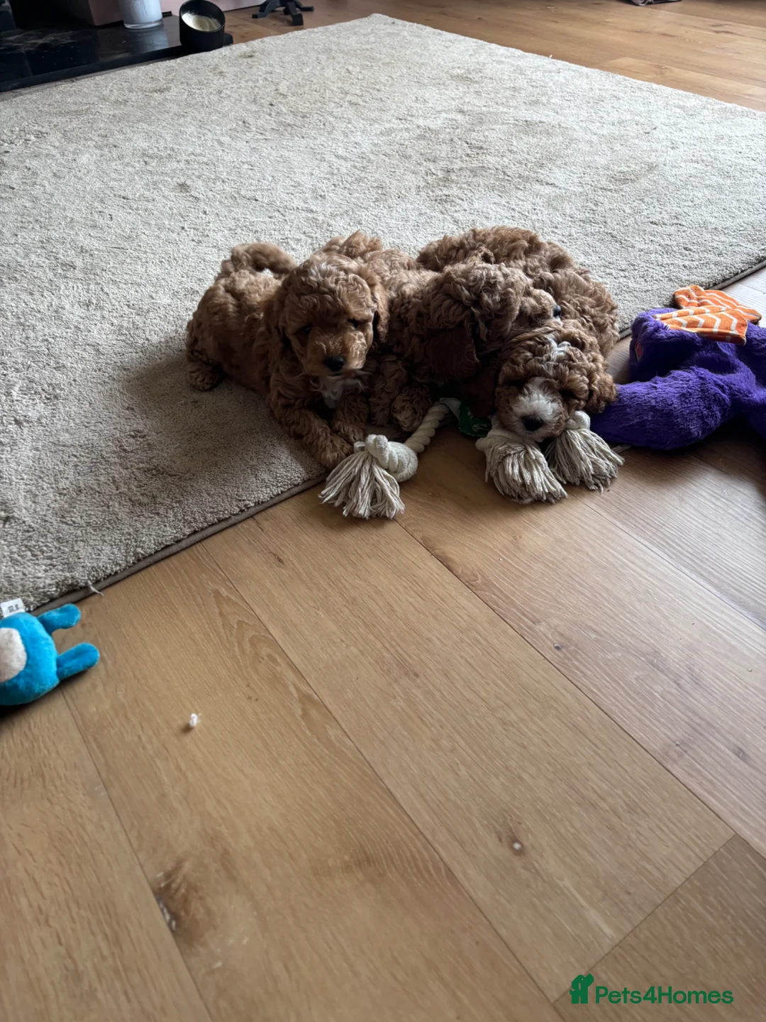 Cockapoo dogs for sale: Cockapoo f1b  - Advert 17