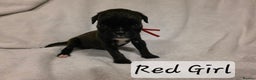 Boxer dogs for sale: Part European quality KC Reg Boxers - Advert 12