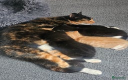 Mixed Breed cats for sale: Kittens for sale - Image 6
