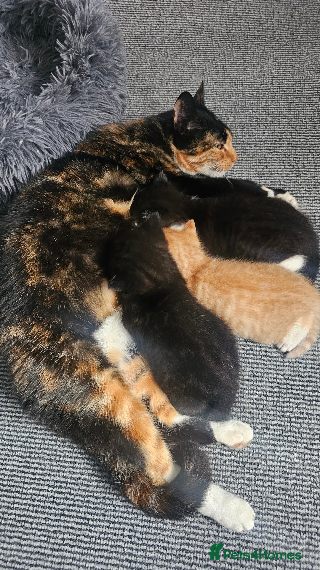 Mixed Breed cats for sale: Kittens for sale - Image 6