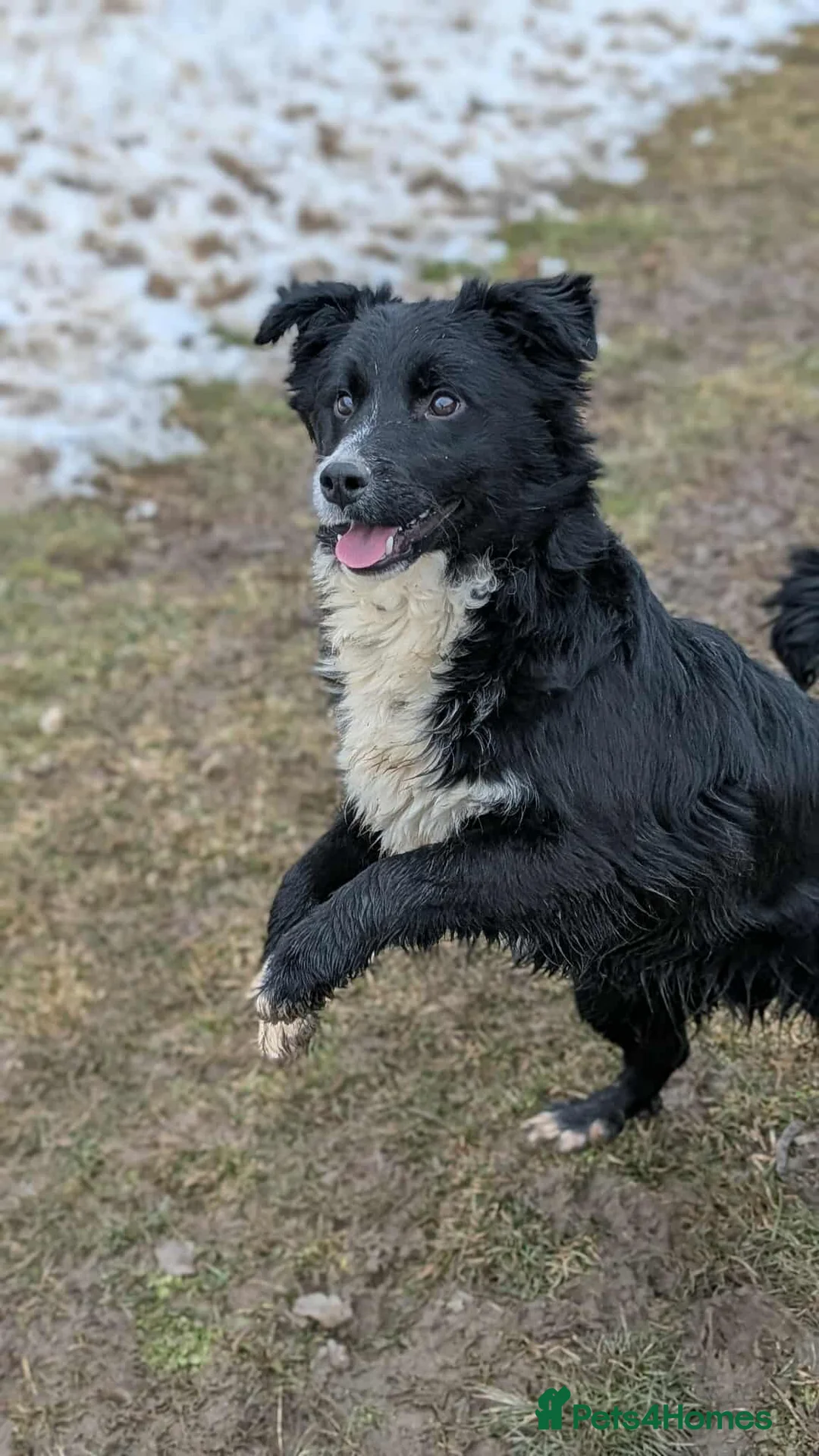 Mixed Breed dogs for adoption: Whiskey for adoption in Leigh-on-Sea - Advert 2