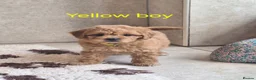 Cavapoochon dogs for sale: Beautiful Cavapoochons 💞 - Advert 36