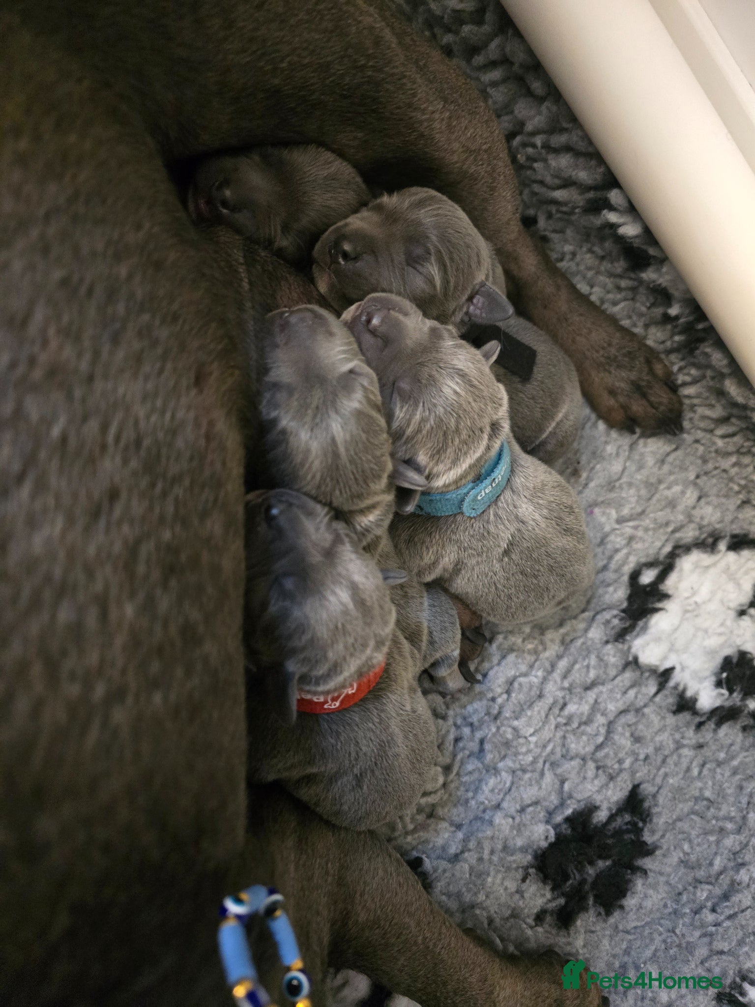 Staffordshire Bull Terrier dogs Stunning Blue Staffy Puppies  - Advert 18