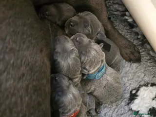 Staffordshire Bull Terrier dogs Stunning Blue Staffy Puppies - Advert 18