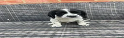 Cocker Spaniel dogs for sale: Cocker Spaniel Pups - Advert 3