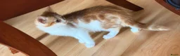 Mixed Breed cats for sale: 3 little males looking for a new home - Advert 7