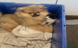 Pomeranian dogs for sale: Cute Pomeranian Puppy Looking for Loving Family - Advert 7