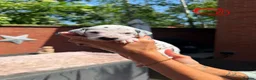 Dalmatian dogs for sale: Stunning Litter of Dalmations - Advert 12