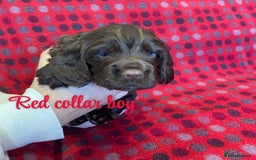 Cocker Spaniel dogs for sale: KC registered working cocker spaniels ready 23/11 - Image 8