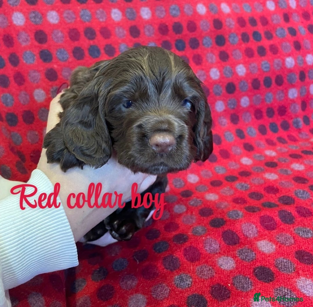 Cocker Spaniel dogs for sale: KC registered working cocker spaniels ready 23/11 - Image 8