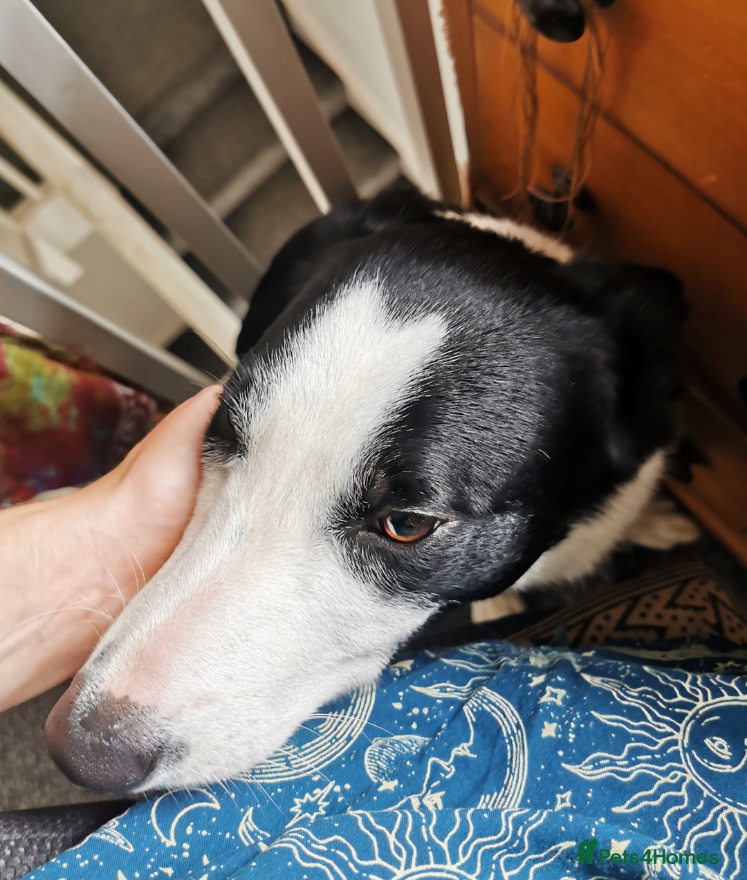 Border Collie dogs for sale: 10 month Female Border Collie - Image 2