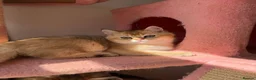 British Shorthair cats for sale: Gorgeous Golden & white British shorthair kitten - Advert 20