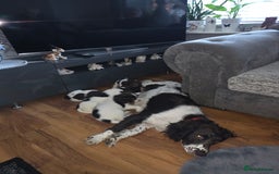 English Springer Spaniel dogs for sale: Springer spaniel  - Advert 2