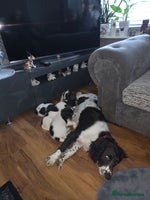 English Springer Spaniel dogs Springer spaniel - Advert 5