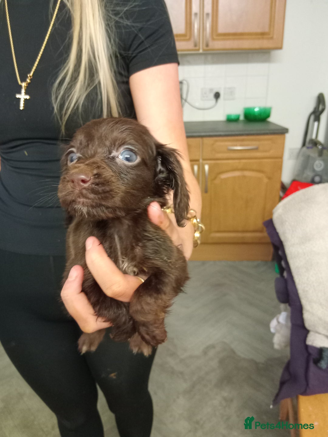 Cocker Spaniel dogs for sale: Cocker spaniel puppies  - Advert 6
