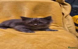 Mixed Breed cats for sale: Beautiful half ragdoll kittens - Image 19