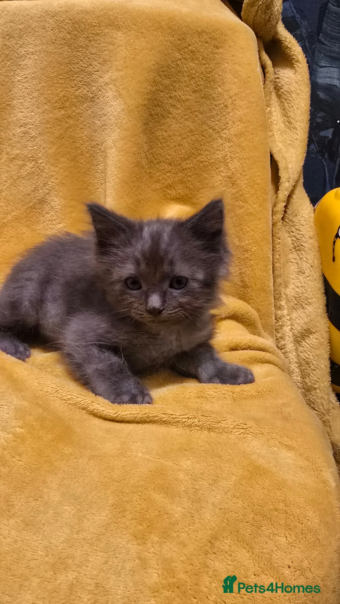 Mixed Breed cats for sale: Beautiful half ragdoll kittens - Image 19