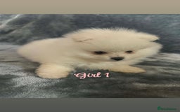 Pomeranian dogs for sale: Teddy bear optic white Pomeranians puppies - Advert 10
