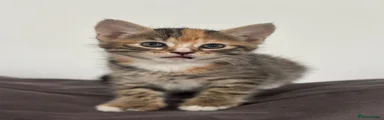 Ragdoll 4