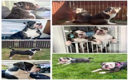 Olde English Bulldogge dogs for sale: 6 year boy needs new home - Image 7