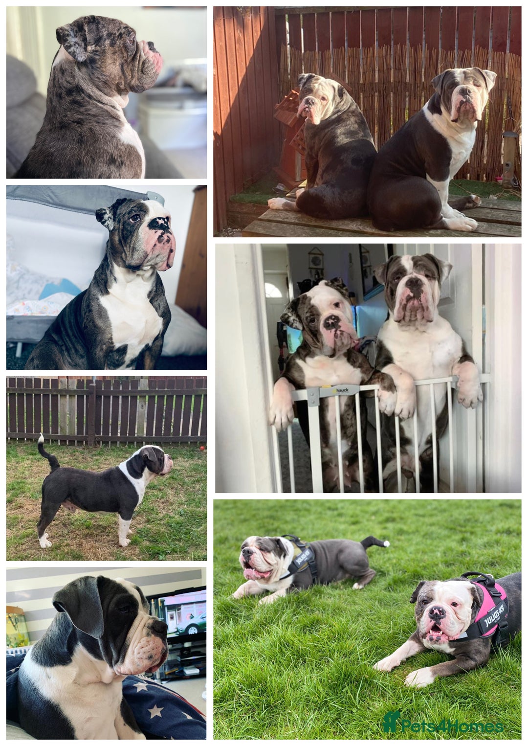 Olde English Bulldogge dogs for sale: 6 year boy needs new home - Image 7