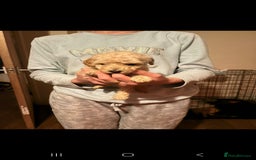 Miniature Poodle dogs for sale: Miniature poodles, beautiful lovley poodles - Image 3